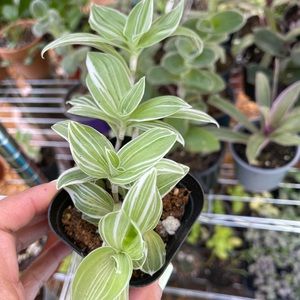 Beautiful starter plant